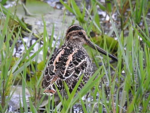 iNaturalist image