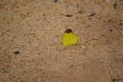 Eurema sari
