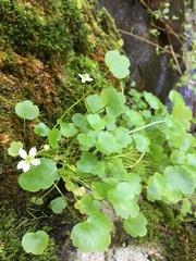 Kumlienia hystricula