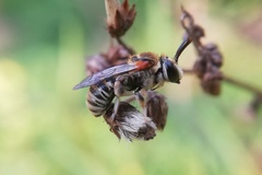 Pseudapis oxybeloides