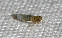 Graminella villica