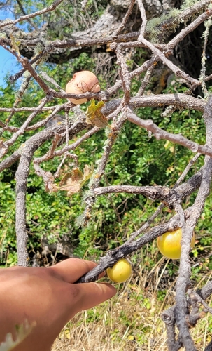 iNaturalist observation photo of California Gall Wasp