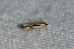 Melanocinclis lineigera