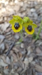 Ophrys lutea lutea