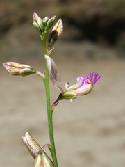 Polygala leptophylla