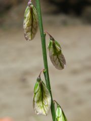 Polygala leptophylla