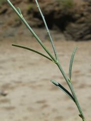 Polygala leptophylla