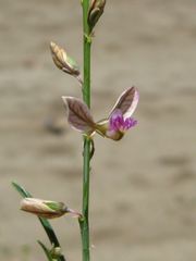 Polygala leptophylla