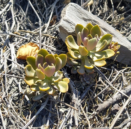 Echeveria bicolor