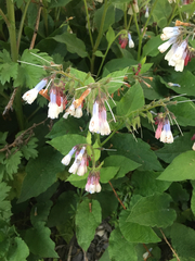 Symphytum × hidcotense