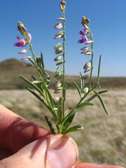 Polygala pallida