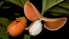 Rhizophoraceae