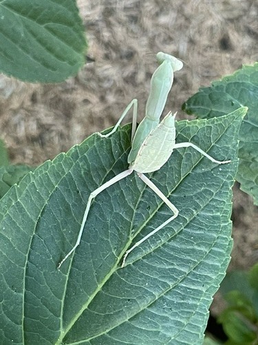 Transcaucasian Giant Mantis