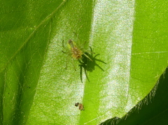 Araniella cucurbitina