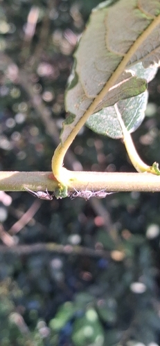 Giant Willow Aphid