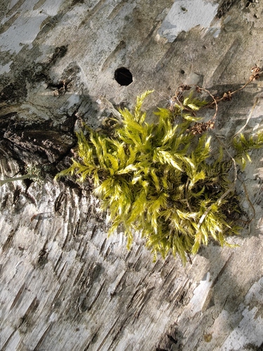 Brachythecium salebrosum observed 2026-08-11