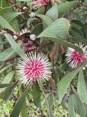 Hakea laurina