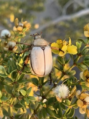 Pseudocotalpa giulianii