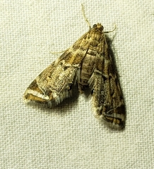 Petrophila confusalis