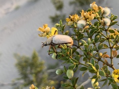 Pseudocotalpa giulianii