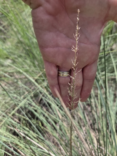 Muhlenbergia lindheimeri