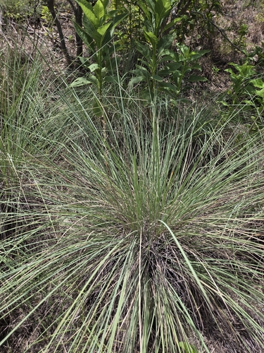 Muhlenbergia lindheimeri, photograph 2
