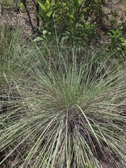 (c) Rachel, some rights reserved (CC BY) Muhlenbergia lindheimeri, photograph (c) Rachel, some rights reserved (CC BY)