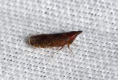 Scaphytopius rubellus