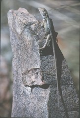 Diporiphora