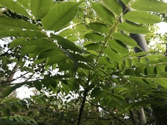 Toxicodendron succedaneum