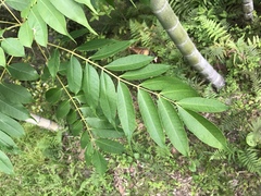 Toxicodendron succedaneum
