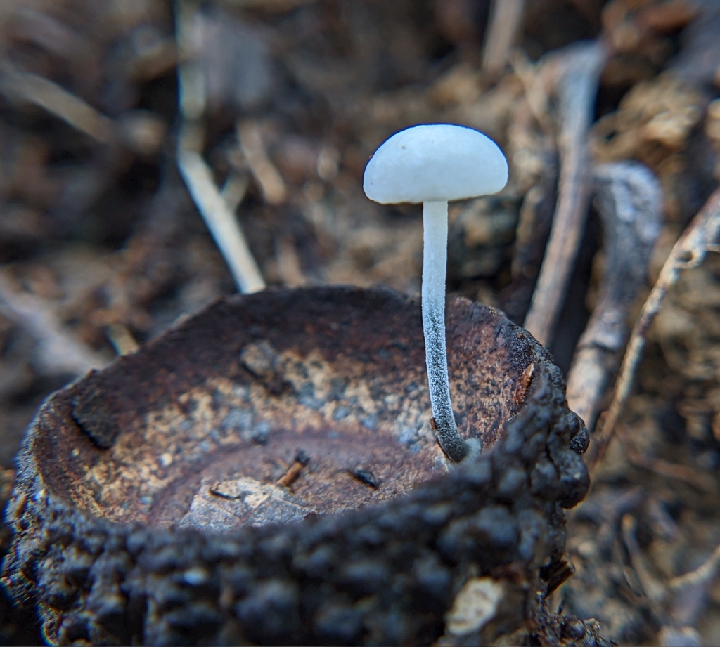Black-stalked Marasmius · August 2026 · photo: Photo: (c) Norah Tempus, some rights reserved (CC BY) · iNaturalist