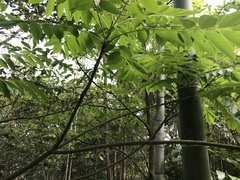 Toxicodendron succedaneum