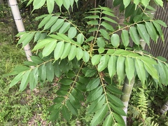 Toxicodendron succedaneum