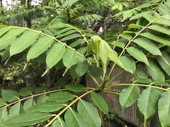 Toxicodendron succedaneum