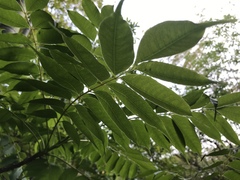 Toxicodendron succedaneum