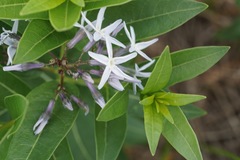 Amsonia repens