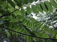 Toxicodendron succedaneum