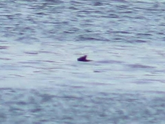 Phocoenidae