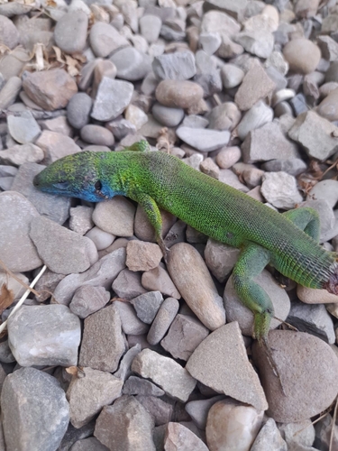 Green Lizard