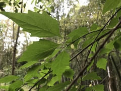 Premna microphylla