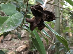 Camellia japonica
