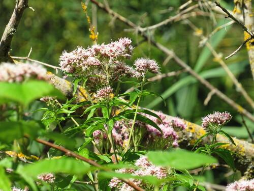 hemp agrimony