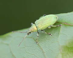 Phyllobius maculicornis