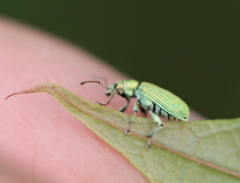 Phyllobius maculicornis