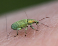 Phyllobius maculicornis