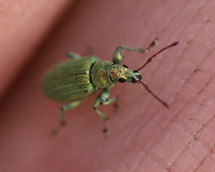 Phyllobius maculicornis