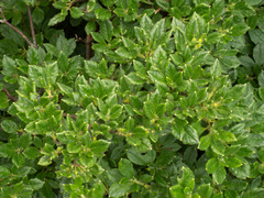 Rhododendron pilosum