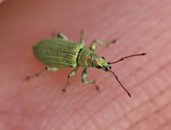 Phyllobius maculicornis