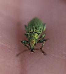 Phyllobius maculicornis